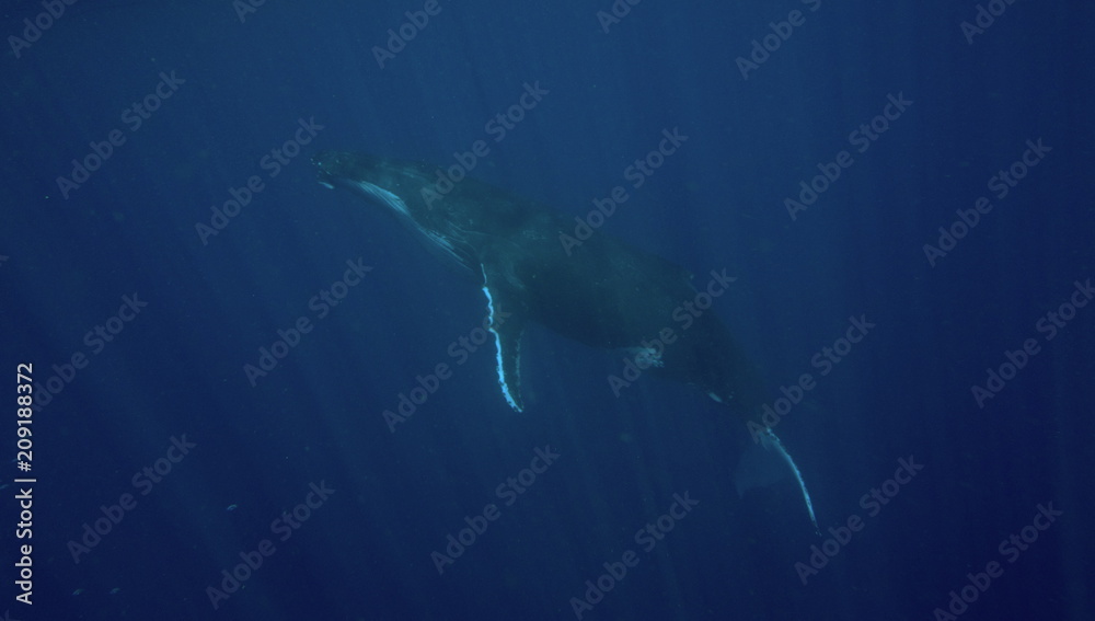 Naklejka premium Humpback whale, Neiafu, Vavau, Tonga
