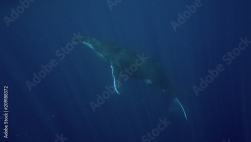 Humpback whale, Neiafu, Vavau, Tonga © Sahara Frost