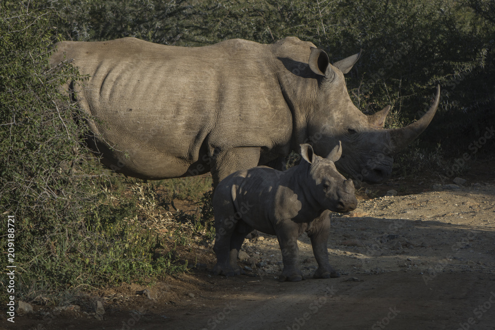 Fototapeta premium white rhinoceros with calf