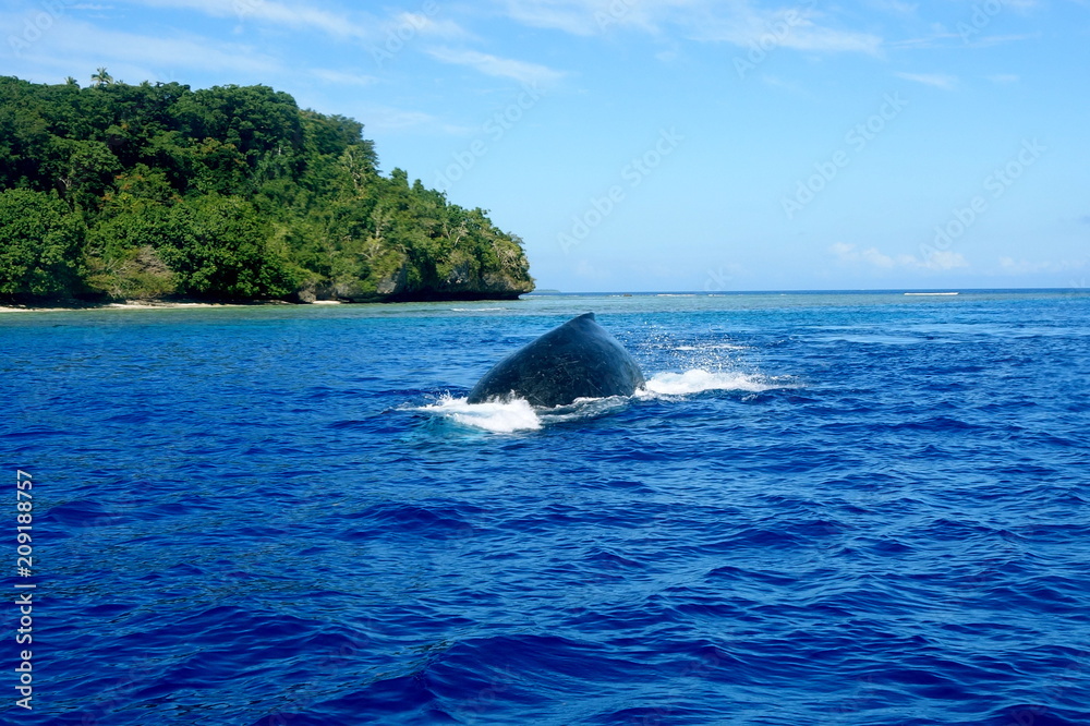 Fototapeta premium Whale watching-Surfacing Humpback Whale in Neiafu, Vavau, Tonga