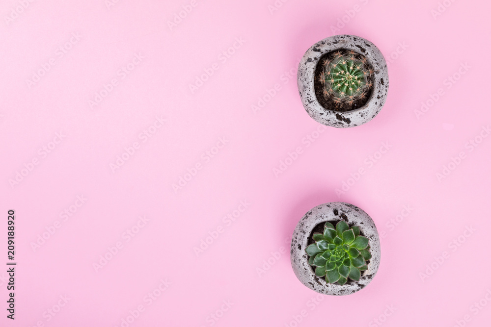 Succulent and Cactus on the Pink Paper.Minimal Fashion Stillife. Concept Background Trendy Bright Colors.Copy space for Text.Top View. Flat Lay. Succulent and Cactus on the Pink Paper.Minimal Fashion Stillife. Concept Background Trendy Bright Colors.Copy space for Text.Top View. Flat Lay.