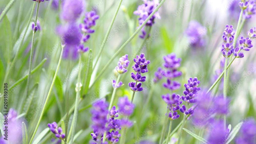 Lavender flowers blooming which have purple color and good fragrant for relaxing in summer. Lavender flowers blooming which have purple color and good fragrant for relaxing in summer.