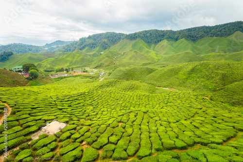 Cameron Highlands Bharat tea plantation