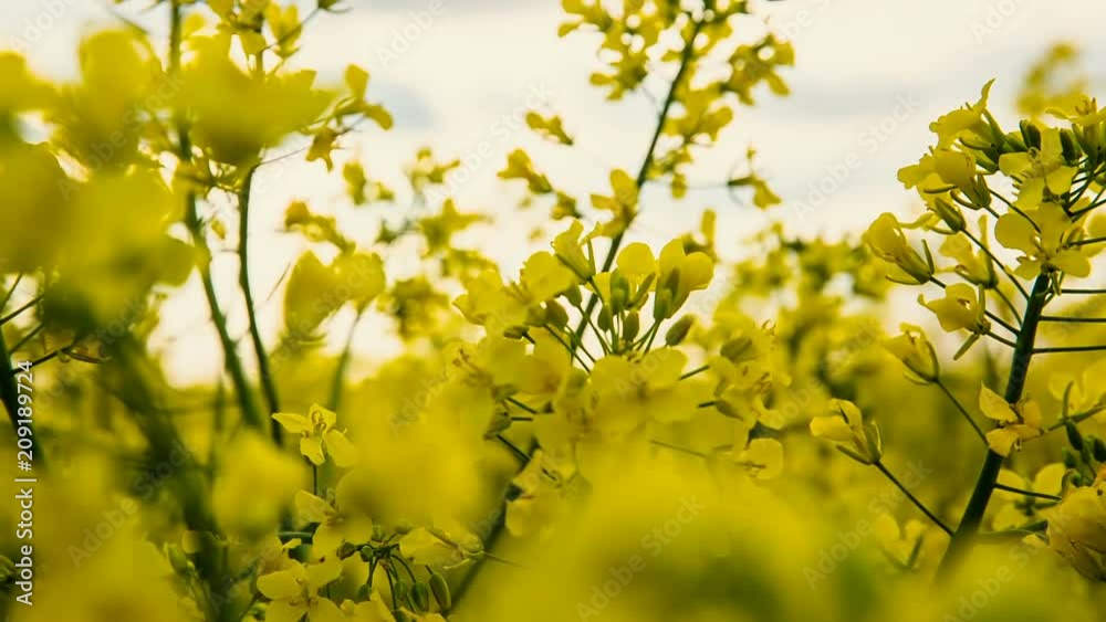 Close-up of colored flowers of canola, rapeseed, yellow background Close-up of colored flowers of canola, rapeseed, yellow background