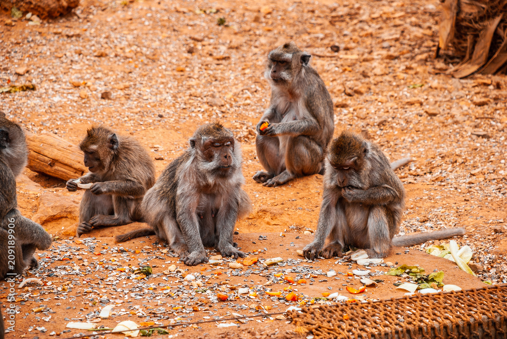 Obraz premium Baboon, safari park, mallorca