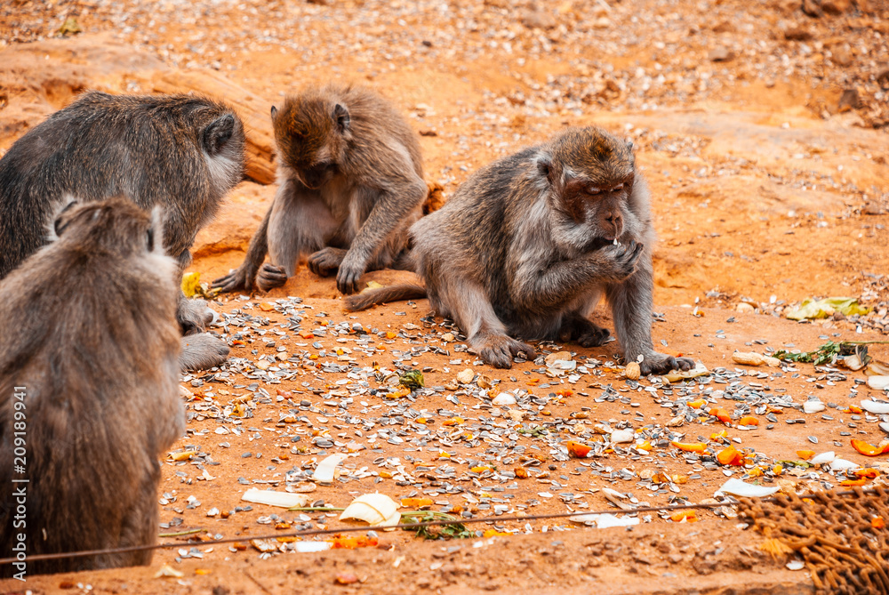 Obraz premium Baboon, safari park, mallorca