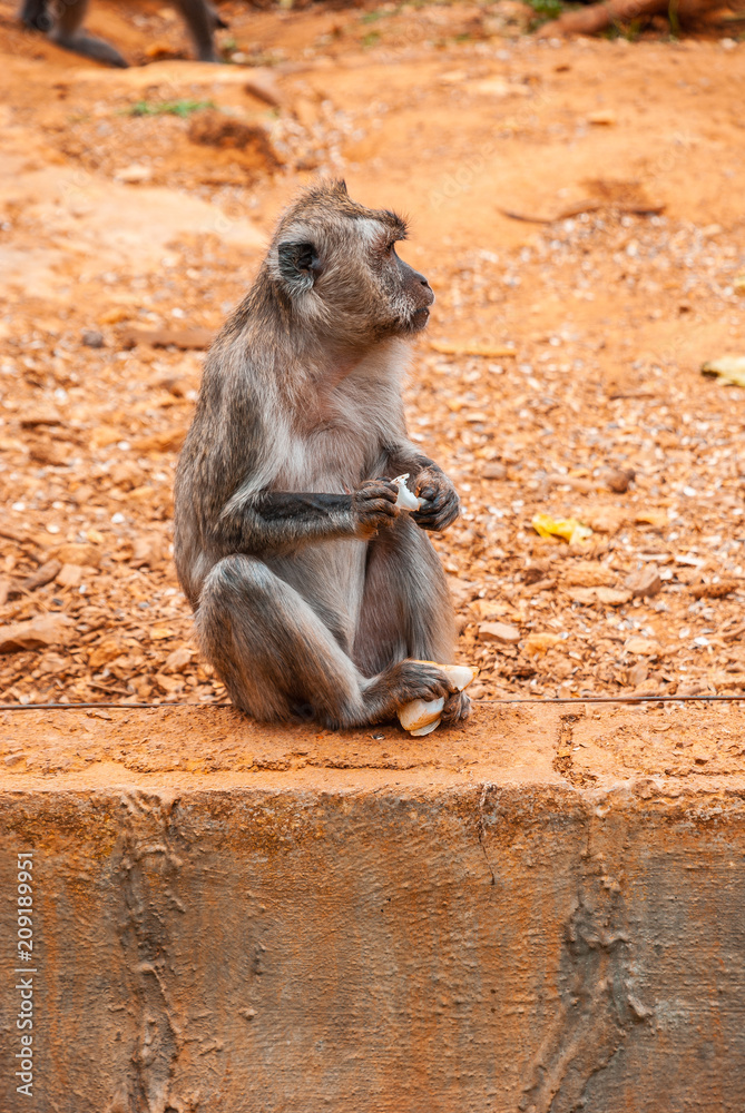 Fototapeta premium Baboon, safari park, mallorca