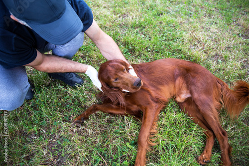 Animal rescua group.rescue dog.The work of a veterinarian.Animal rescue. photo