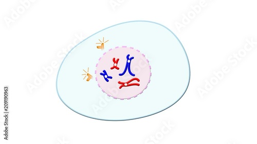 Animation of phases of meiosis with crossing-over