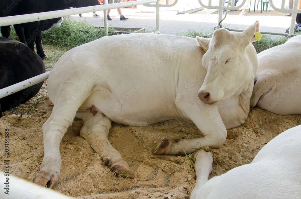 Fototapeta premium Beef cattle on the farm