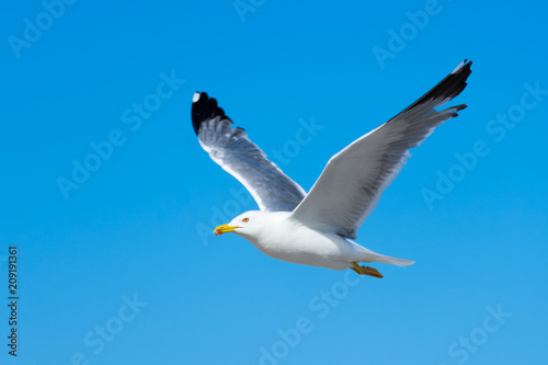 flying sea gull