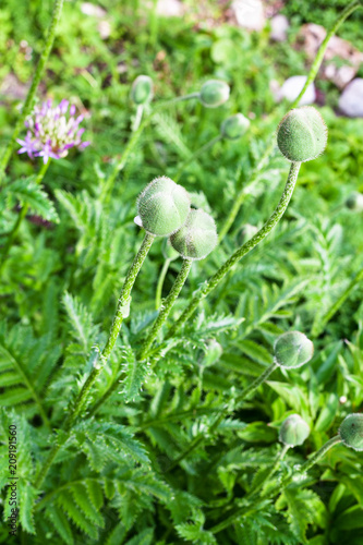 green poppy buds on flowerbed in garden