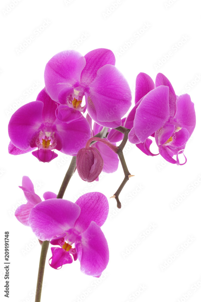 Orchid Orchid