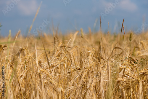 golden wheat field and sunny day.