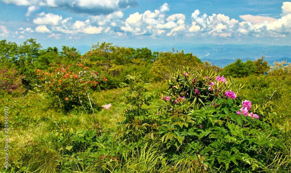 Craggy Gardens Rhododendron bloom on the Blue Ridge Parkway