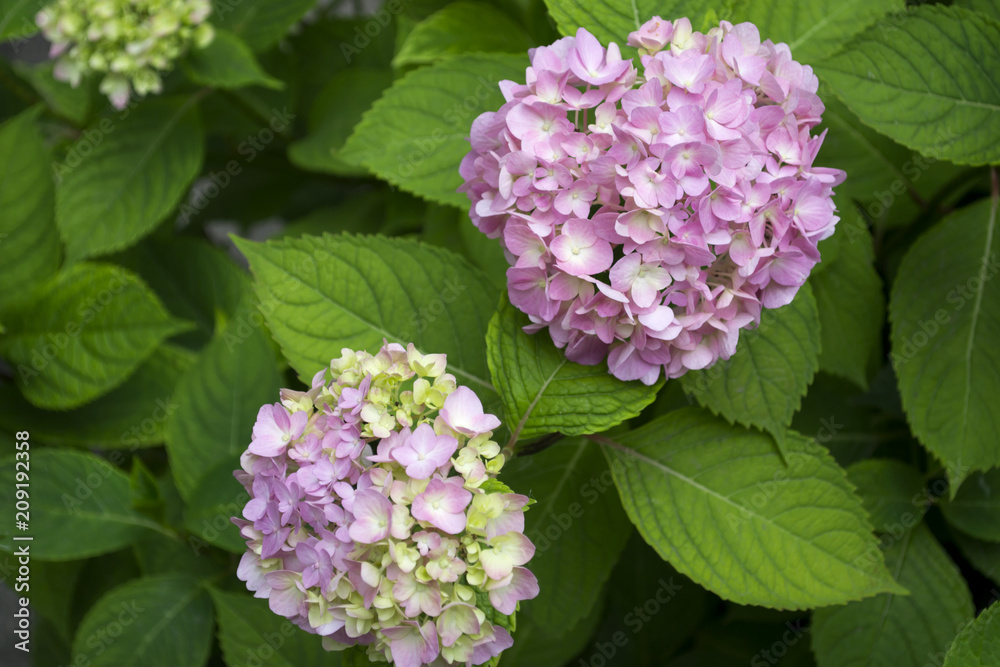 Purple hydrangea blooming. Pink hortensia in a garden. Close up. Purple hydrangea blooming. Pink hortensia in a garden. Close up.