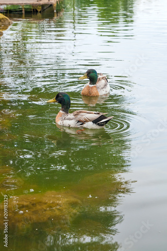 Two mallard ducks floating on a pond at summer time.