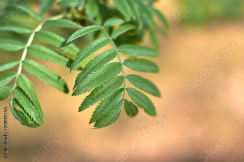 Green leaves of mountain ash on a blurred background
