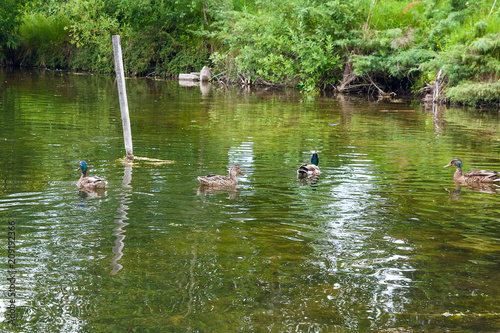 Group of mallard ducks floating on a pond at summer time.