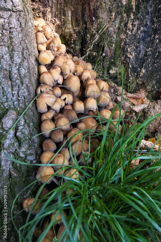 Mushrooms Mushrooms