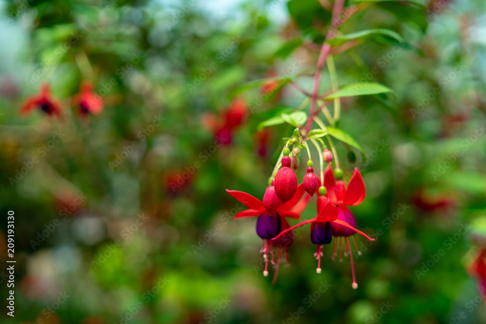 Obraz premium Fuchsia flowers in the garden,Beautiful fuchsia magellanica flower, Hummingbird fuchsia or Hardy fuchsia.
