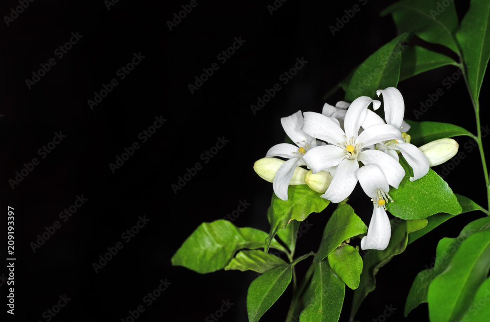Obraz premium White Flowers Orange Jessamine Isolated on Black Background with Space for Text