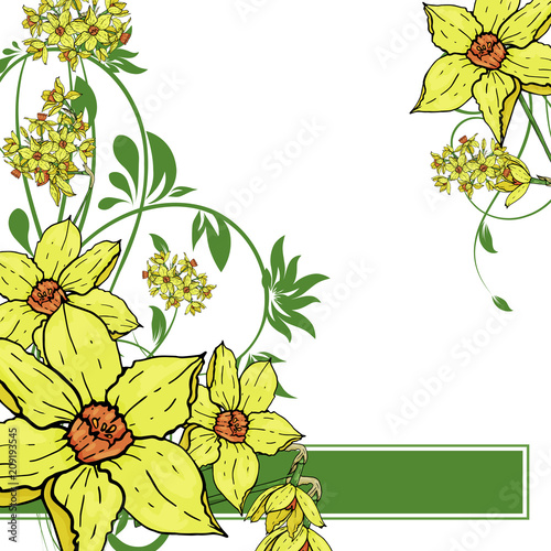  Vector hand drawing  Narcissus flowers background