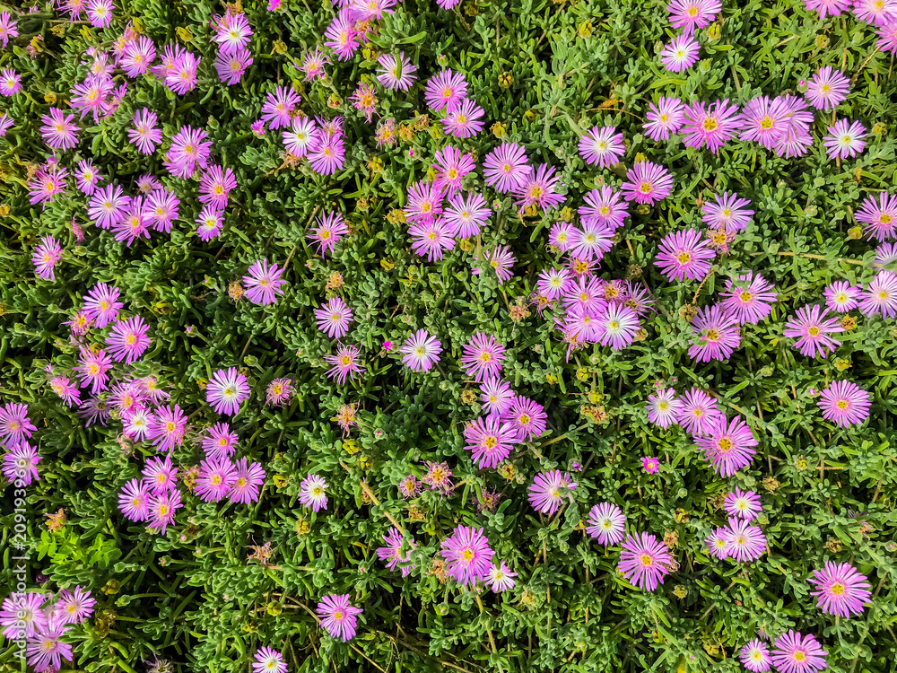 Fototapeta premium Spring flowers in Israel. Close up shot