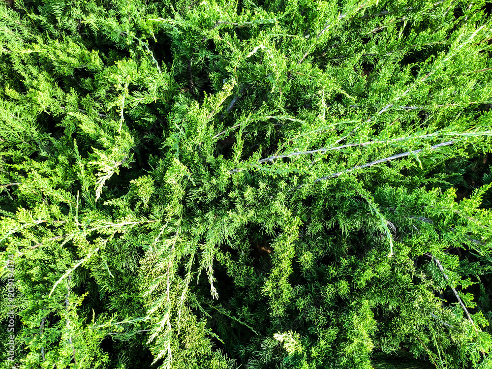 Fototapeta premium Big green bushes background. Close up shot.