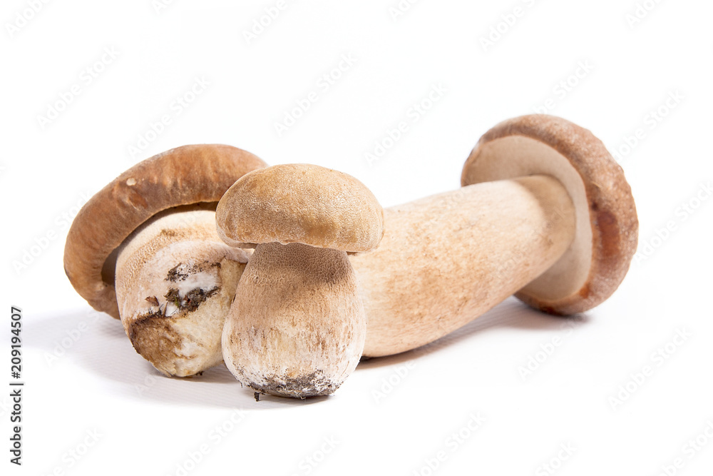 Fototapeta premium Several porcini mushrooms known as boletus edulis isolated on white background.