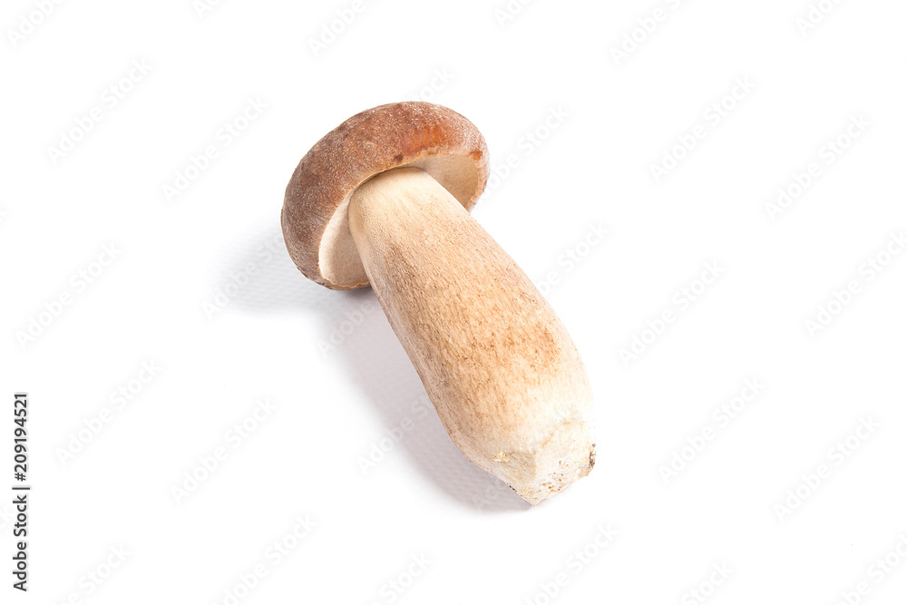 Single Porcini mushroom known as boletus edulis isolated on white background. Single Porcini mushroom known as boletus edulis isolated on white background.