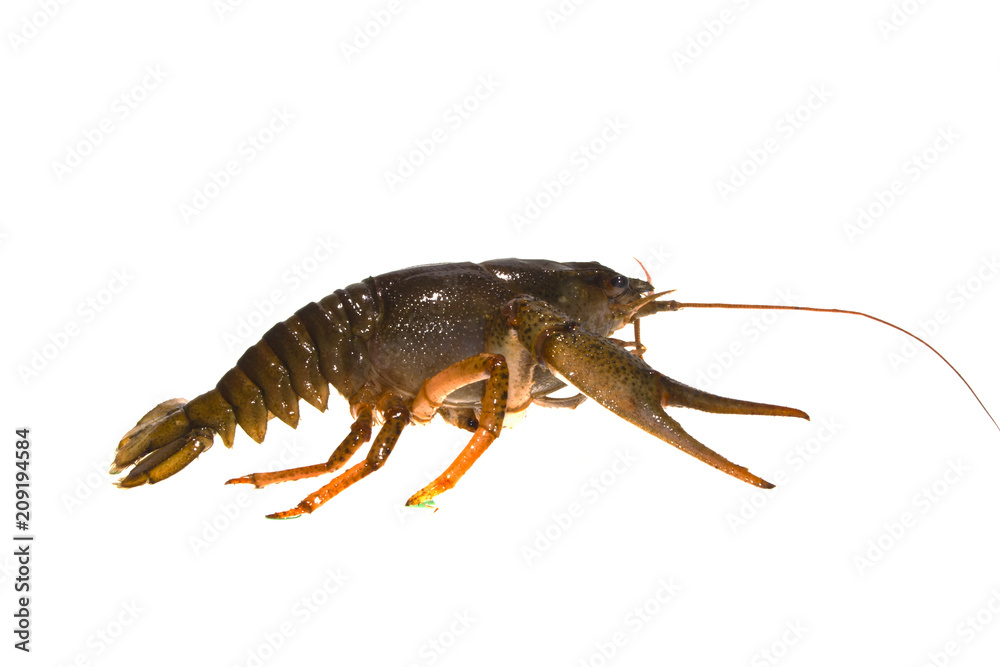 crayfish isolated on white background crayfish isolated on white background