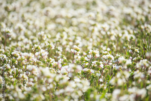 White Wildflowers Field on Sunset © Antonella