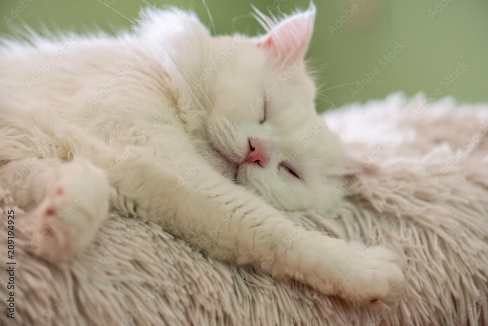 White cat relaxing on the sofa. White cat relaxing on the sofa.