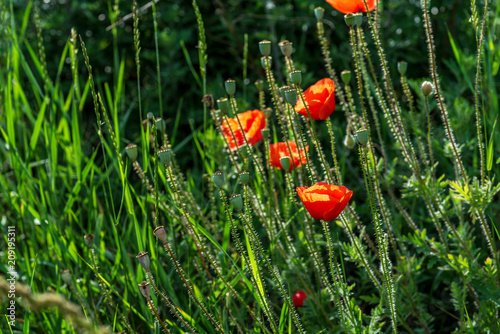 Fototapeta Naklejka Na Ścianę i Meble -  Beautiful poppy field.