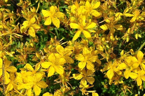 Flor de Malfurada en primavera photo