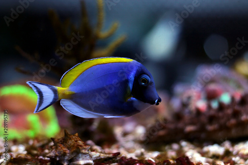 Powder blue tang in reef tank © Kolevski.V