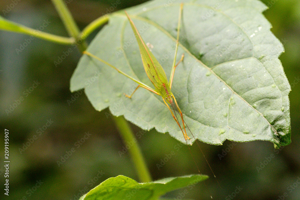 Grasshopper on the green leaf background. Grasshopper on the green leaf background.