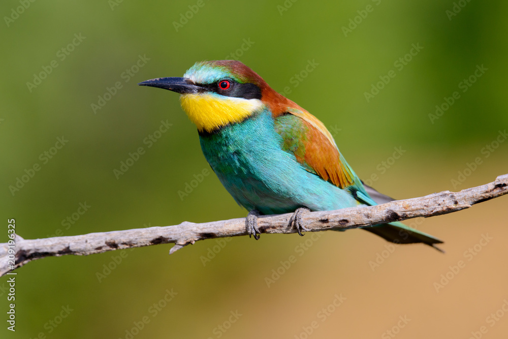 The European Bee-eaters, Merops apiaster is sitting and showing off on a nice branch, has some insect in its beak, during mating season, nice colorful background and soft golden light