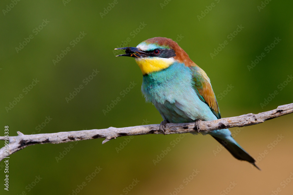 The European Bee-eaters, Merops apiaster is sitting and showing off on a nice branch, has some insect in its beak, during mating season, nice colorful background and soft golden light