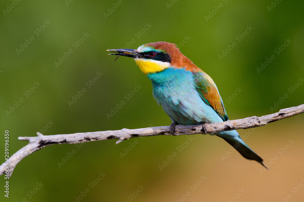 The European Bee-eaters, Merops apiaster is sitting and showing off on a nice branch, has some insect in its beak, during mating season, nice colorful background and soft golden light The European Bee-eaters, Merops apiaster is sitting and showing off on a nice branch, has some insect in its beak, during mating season, nice colorful background and soft golden light