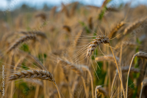 wheat field in sun close up