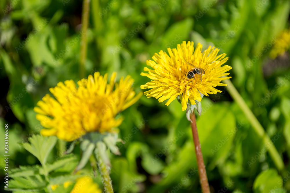 Two yellow dandelions with a bee collecting pollen Two yellow dandelions with a bee collecting pollen