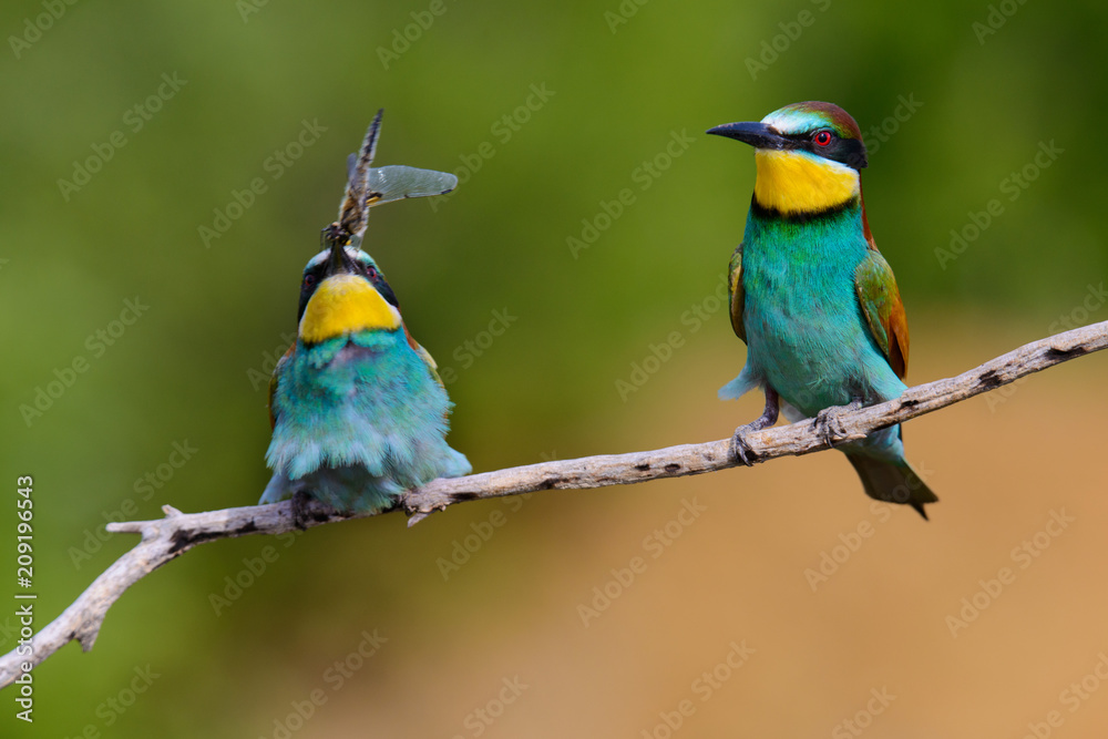 European bee-Eaters, Merops apiaster sits and brags on the good thread, has some insect in its beak during the mating season, the male feeds the female European bee-Eaters, Merops apiaster sits and brags on the good thread, has some insect in its beak during the mating season, the male feeds the female