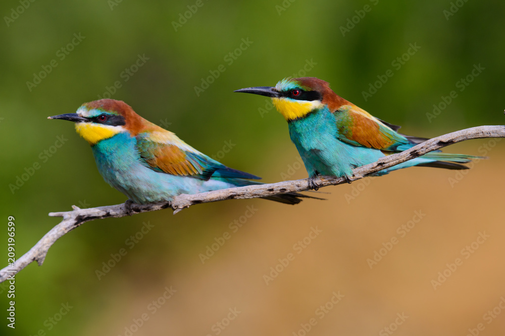 European bee-Eaters, Merops apiaster sits and brags on the good thread, has some insect in its beak during the mating season, the male feeds the female European bee-Eaters, Merops apiaster sits and brags on the good thread, has some insect in its beak during the mating season, the male feeds the female