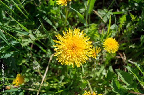 Yellow furry dandelion in green grass in the forest