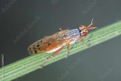 Beautiful marsh fly, Elgiva cucularia photo