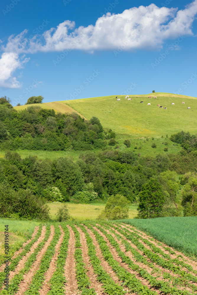 Potatoes growing in the field, mountain meadows, beautiful rural landscape in Pieniny