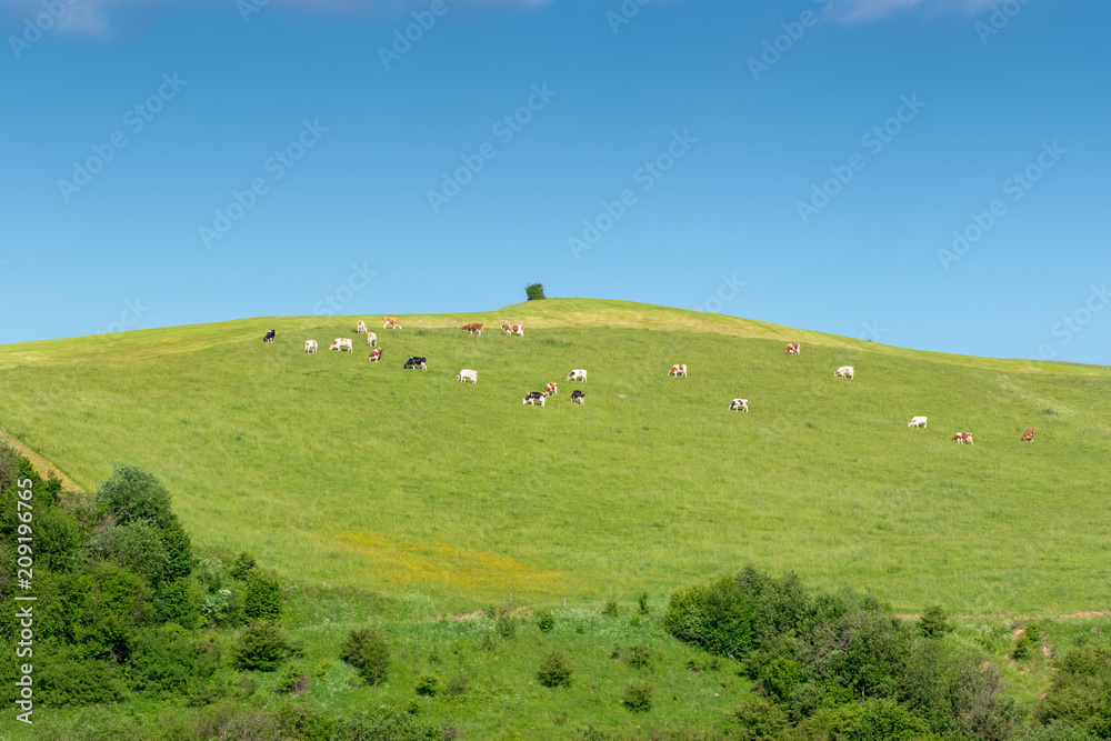 A herd of cows grazing on a mountain meadow, Pieniny, Polska A herd of cows grazing on a mountain meadow, Pieniny, Polska