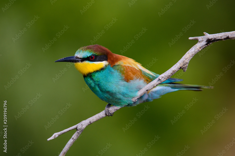 Obraz premium Golden bee-eater sitting on a branch